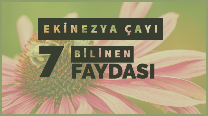 Ekinezya Çayının Faydaları