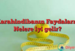 Karahindibanın Faydaları – Nelere iyi gelir?
