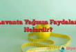 Lavanta Yağının Faydaları Nelerdir?